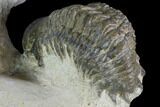 Crotalocephalina & Reedops Trilobite Association #88868-5